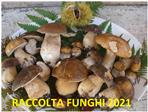 RACCOLTA FUNGHI