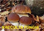 RACCOLTA FUNGHI